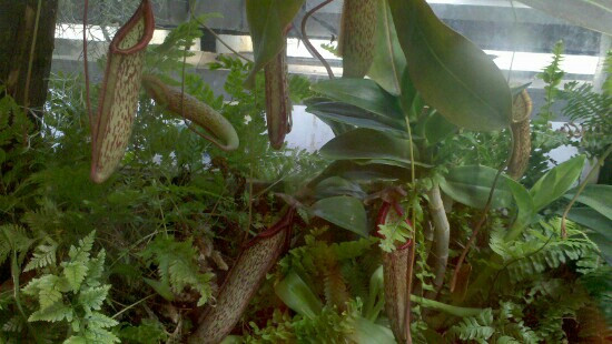 植物园温室-北京市必去景点