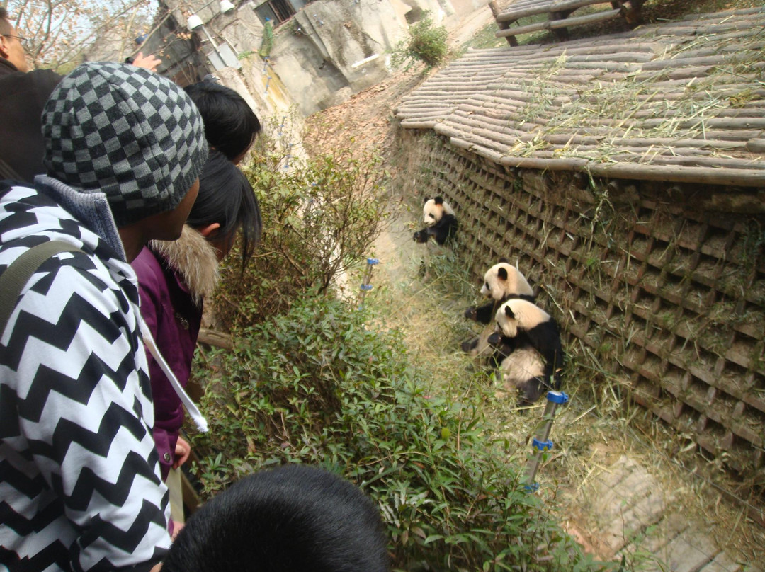 YakPanda-成都必去景点