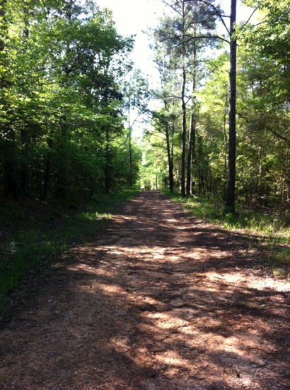 Torreya State Park景点图片