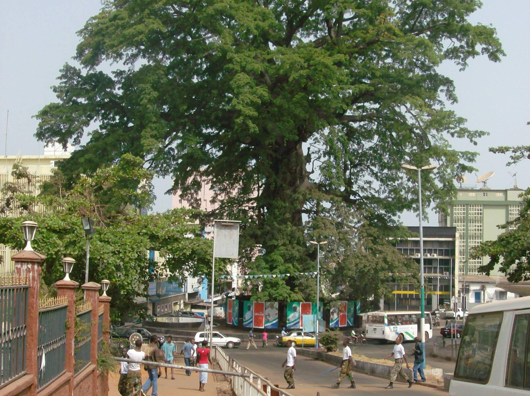 Cotton Tree-弗里敦必去景点