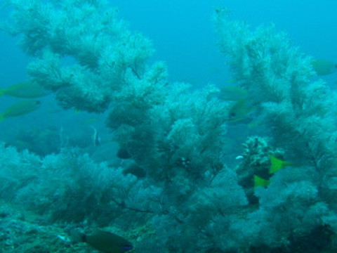 尼甘布海滩-尼甘布必去景点