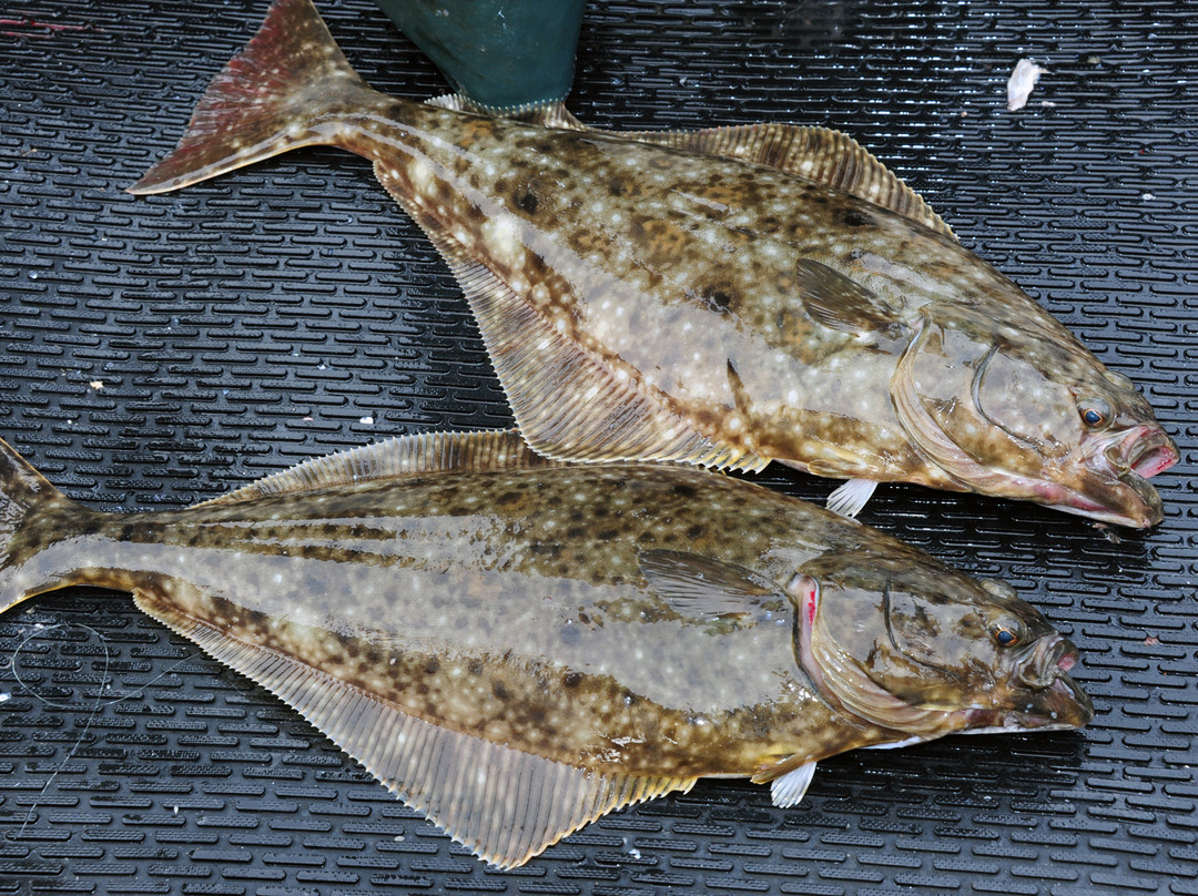 Coal Point Seafoods-荷马必去景点