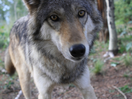 Colorado Wolf and Wildlife Center-Divide必去景点