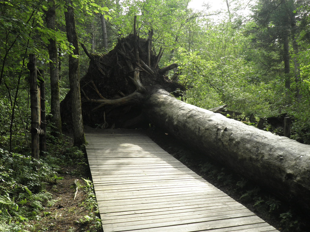 五营森林公园-伊春市必去景点