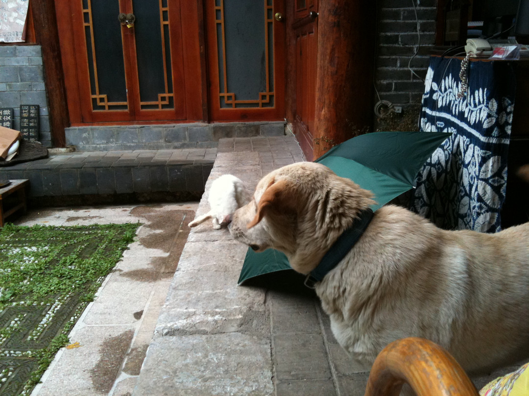 紫藤客栈-大研古镇主图