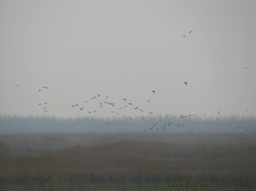崇明东滩鸟类国家级自然保护区-崇明县必去景点
