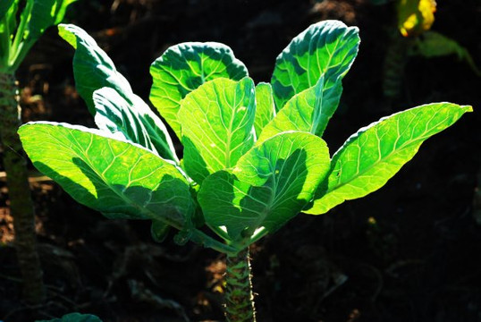 Fairview Gardens-戈利塔必去景点