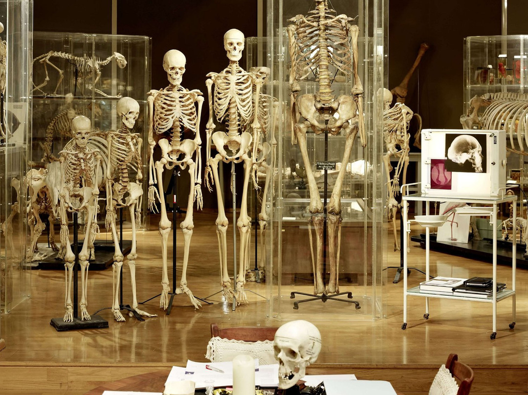 Museum of Anatomy-茵斯布鲁克必去景点