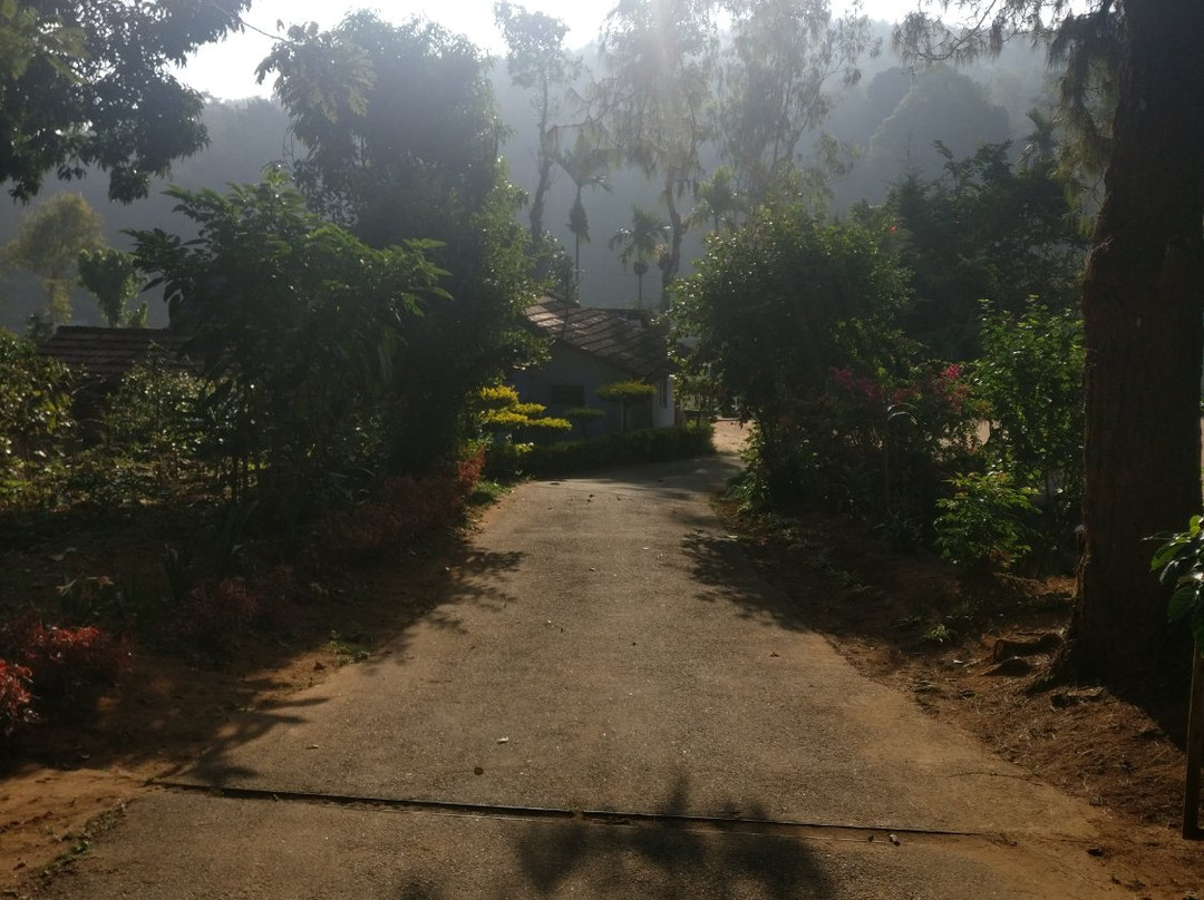 Paddy Valley