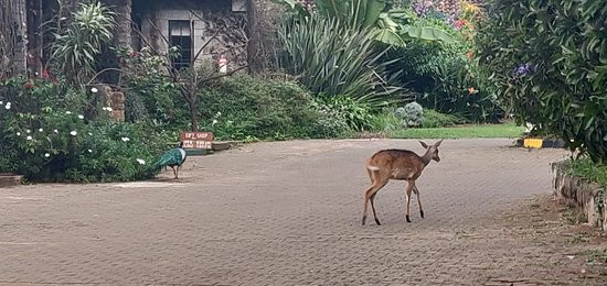 阿布岱尔城市俱乐部酒店主图