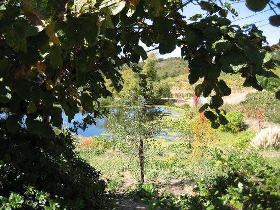 Benziger Family Winery景点图片