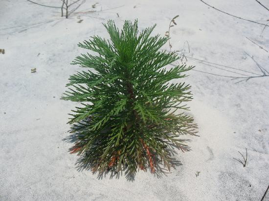 Little Talbot Island State Park-杰克逊维尔必去景点
