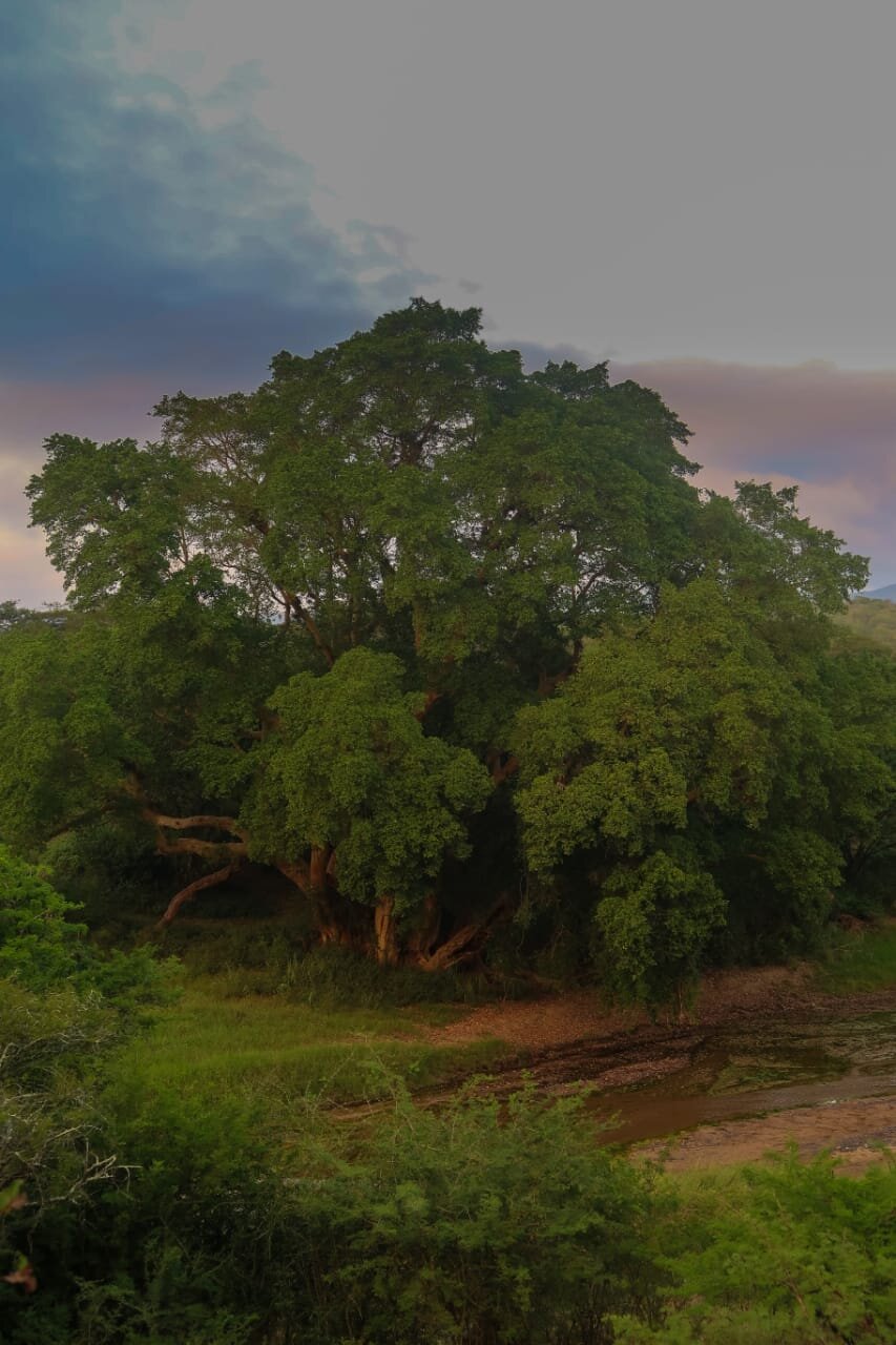 Bayete Zulu Boutique Lodge-官方