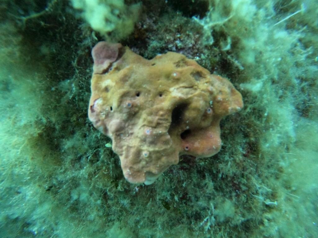 Iknòs Sardinia Sea Activities-Cannigione必去景点