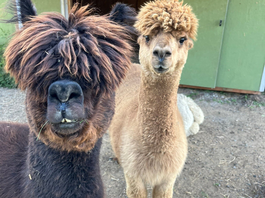 Green Apple Alpacas-奥本必去景点