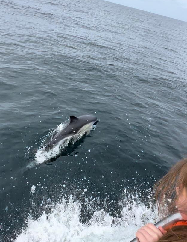 Atlantic Whale and Wildlife Tours景点图片