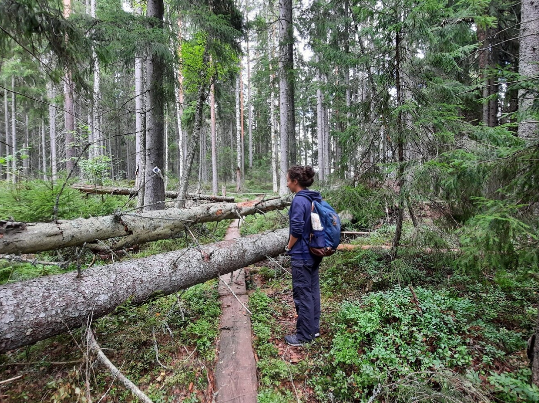 Liesjärven Kansallispuisto-Liesjarvi必去景点