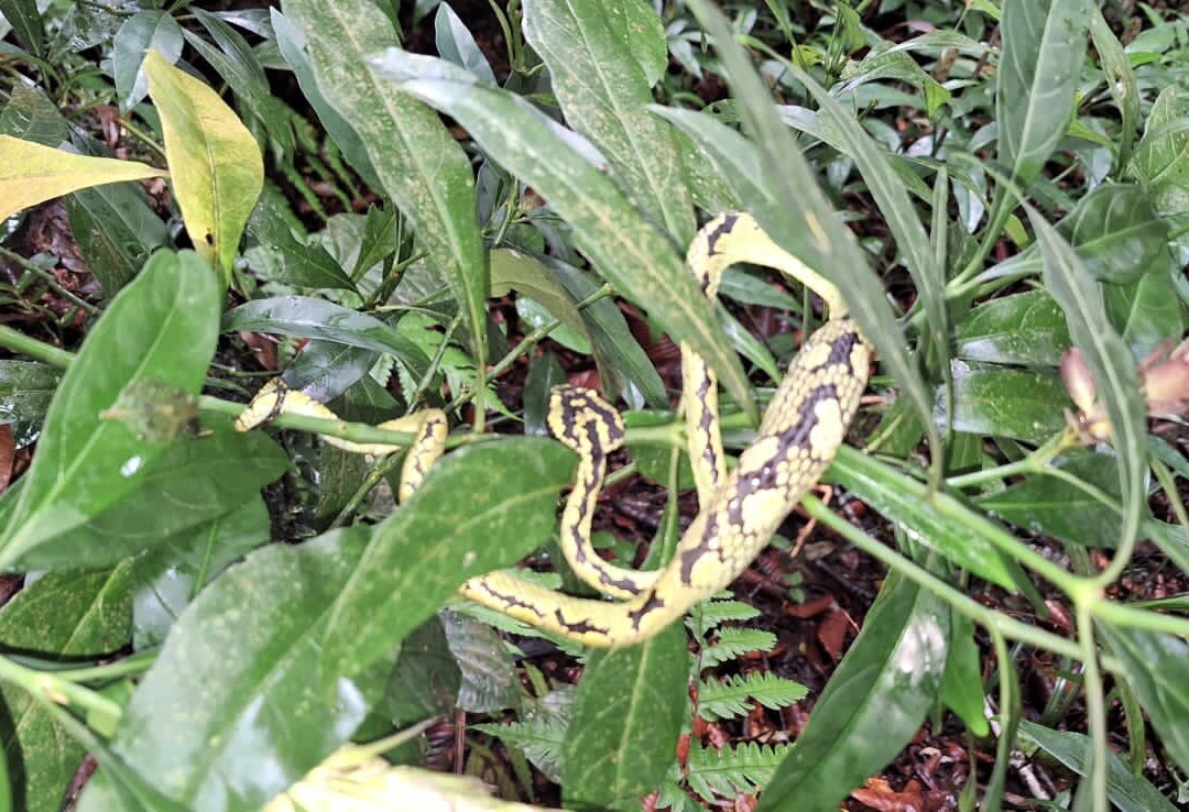Sinharaja Rainforest Tour-Deniyaya必去景点