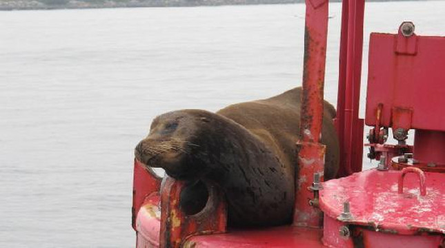 Adventure Whale Watching-圣地亚哥必去景点