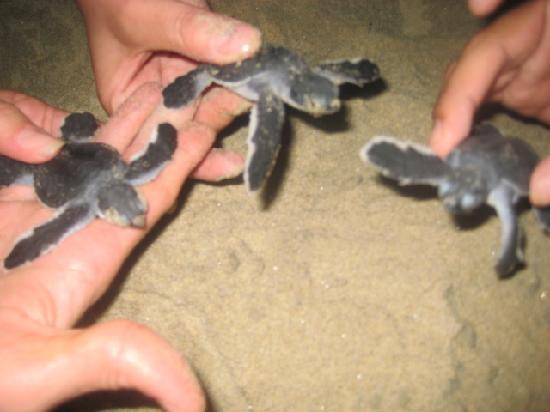 Playa La Llorona-Colima必去景点