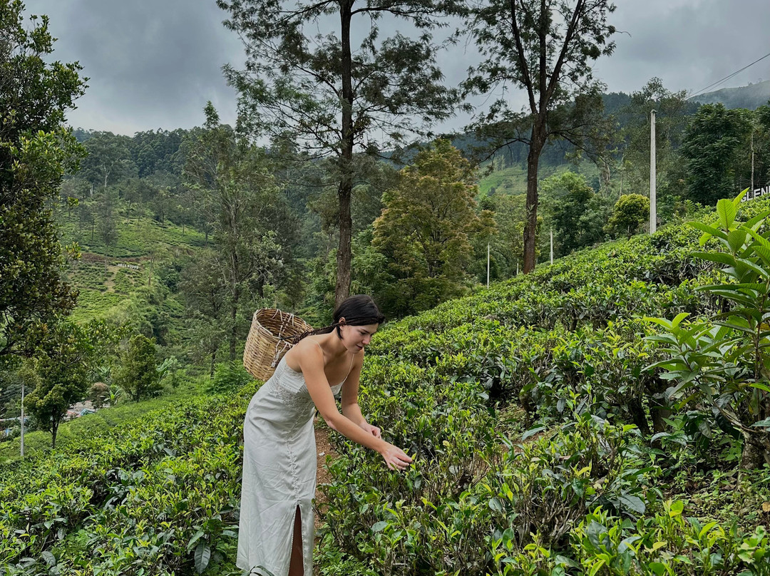 Aloha Sri Lanka (Pvt) Ltd景点图片