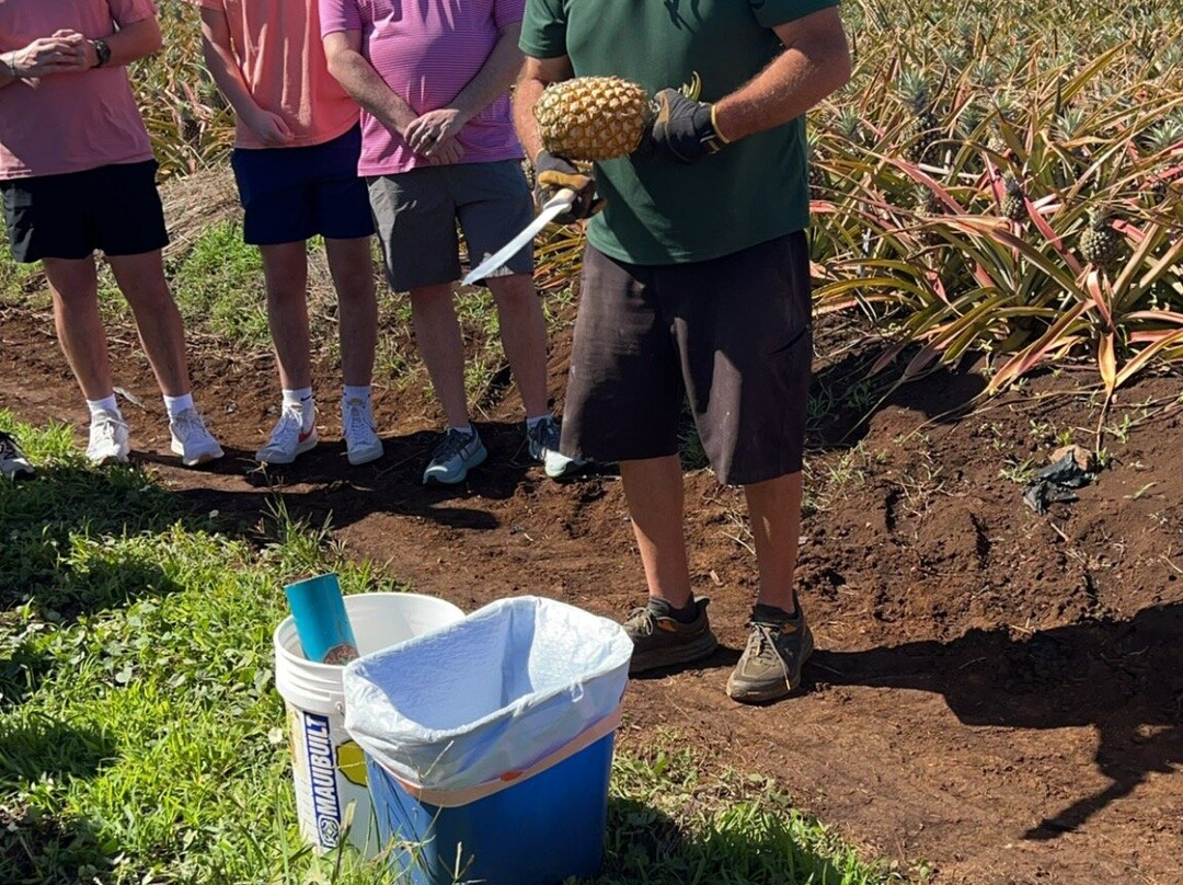 Maui Pineapple Tour-马卡瓦必去景点