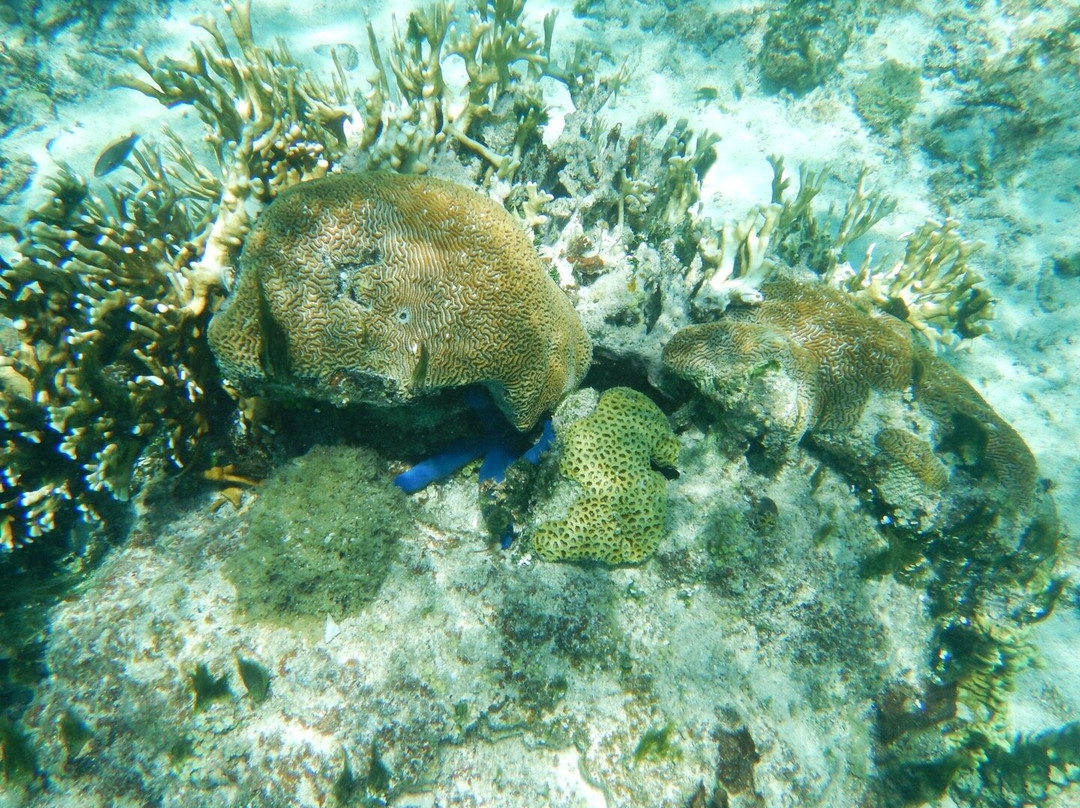 Mystery Island Tours-Aneityum Island必去景点
