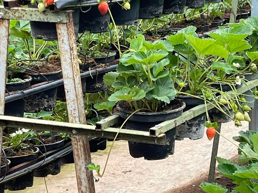 Green View Garden Cameron Highlands-丹那拉塔必去景点