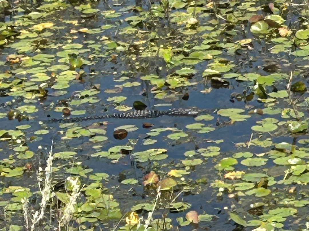 Grand Bay Wildlife Management Area-瓦尔多斯塔必去景点