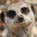 Meerkatou
