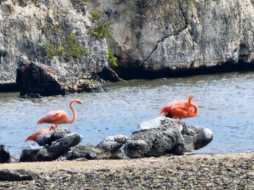 Explorer Tours Bonaire-Kralendijk必去景点