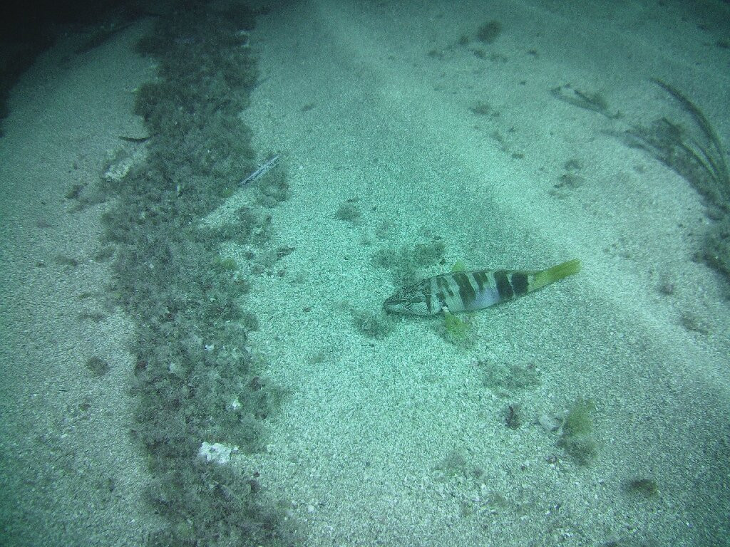 Divepoint景点图片
