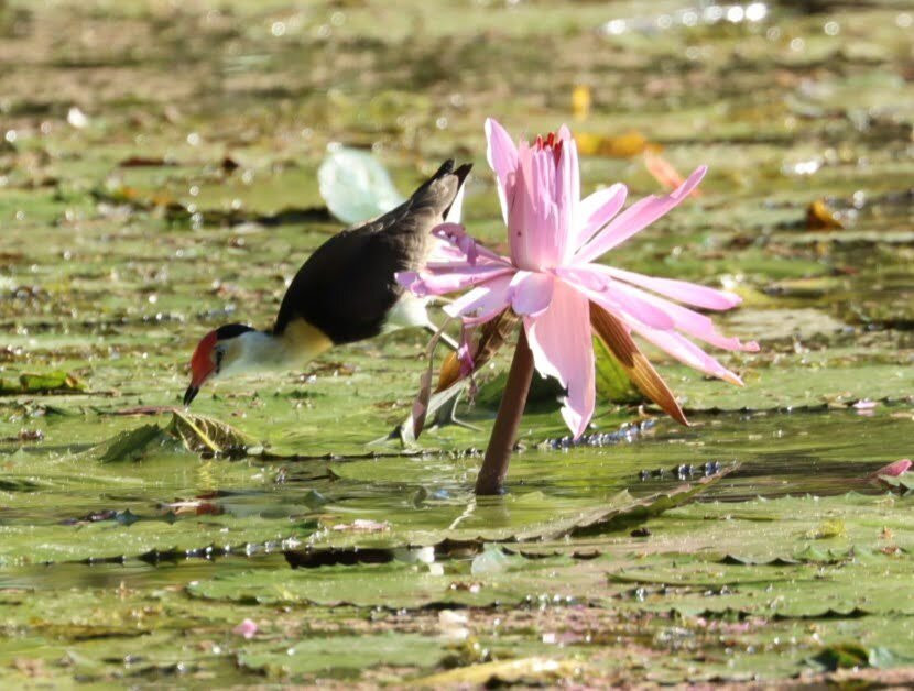 Fine Feather Tours-Mossman必去景点