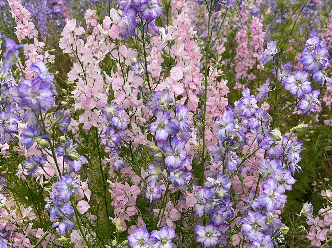 The Real Flower Petal Confetti Company's Confetti Flower Field-Pershore必去景点