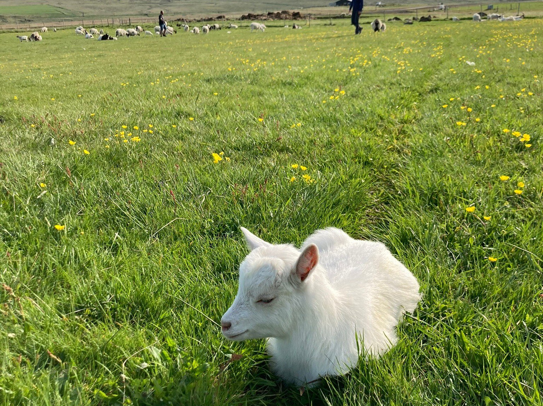 Haafell Goats and Roses-Reykholt必去景点