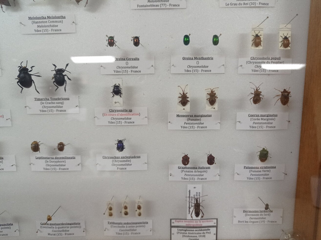 Exposition Papillons et Insectes du Monde景点图片