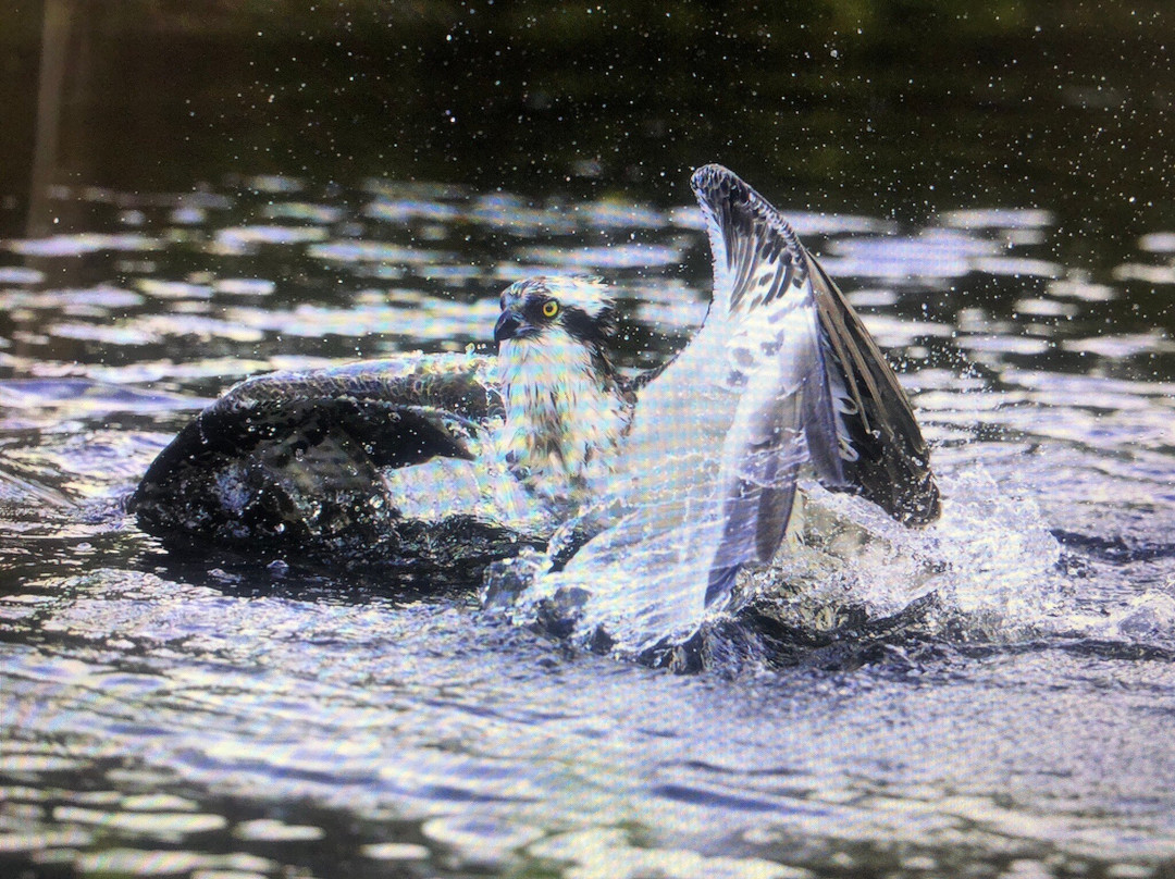 Trossachs Osprey Hide景点图片