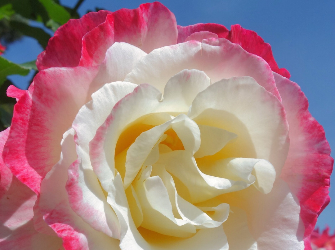 Shikishima Parfk Rose Garden-前桥县必去景点