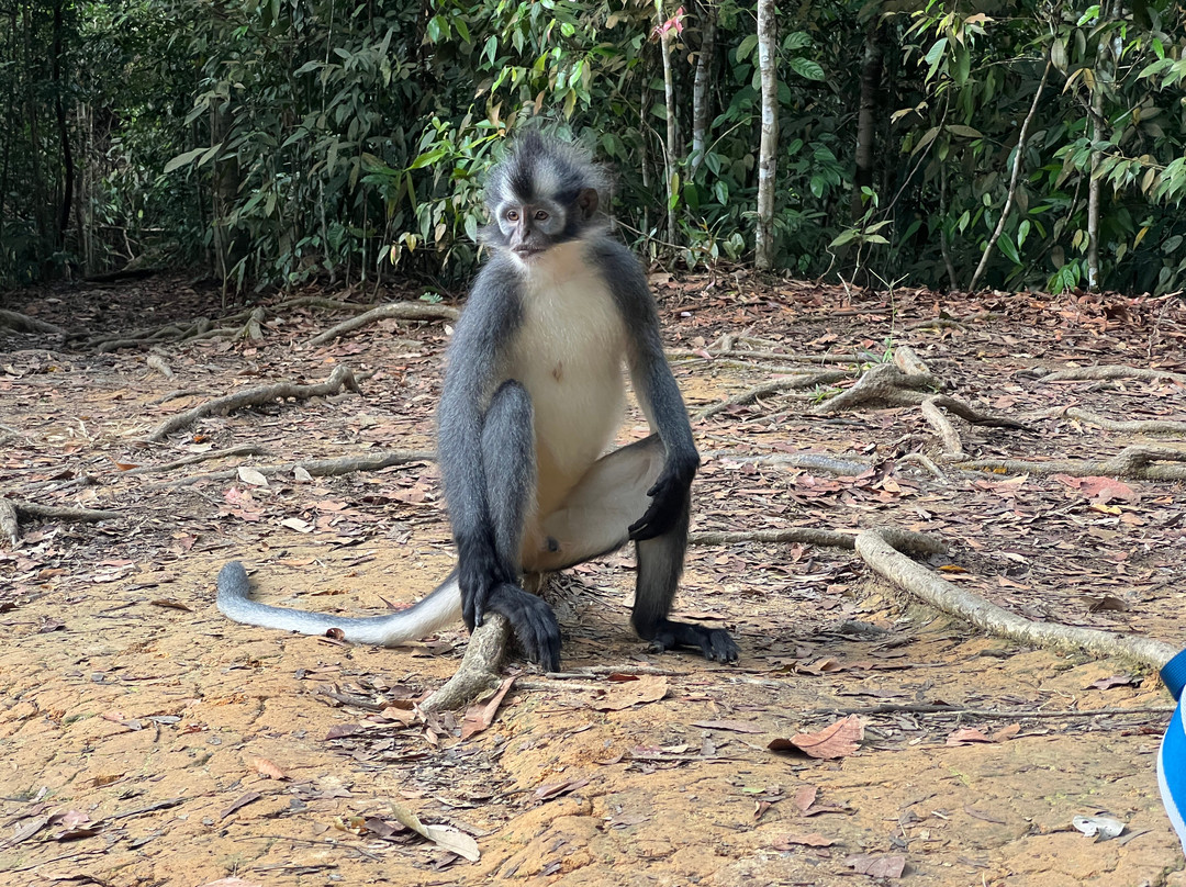 Sumatra Orangutan Tropical Tours-武吉拉旺必去景点