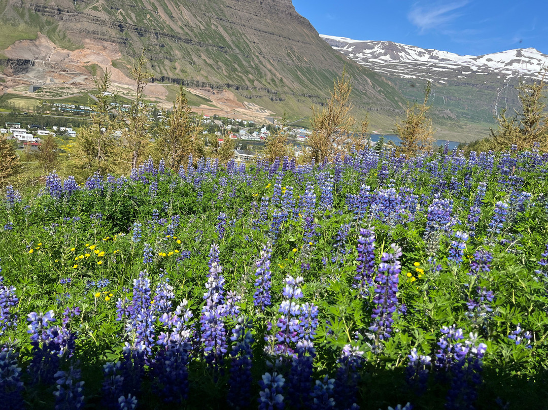 Eastfjords Adventures