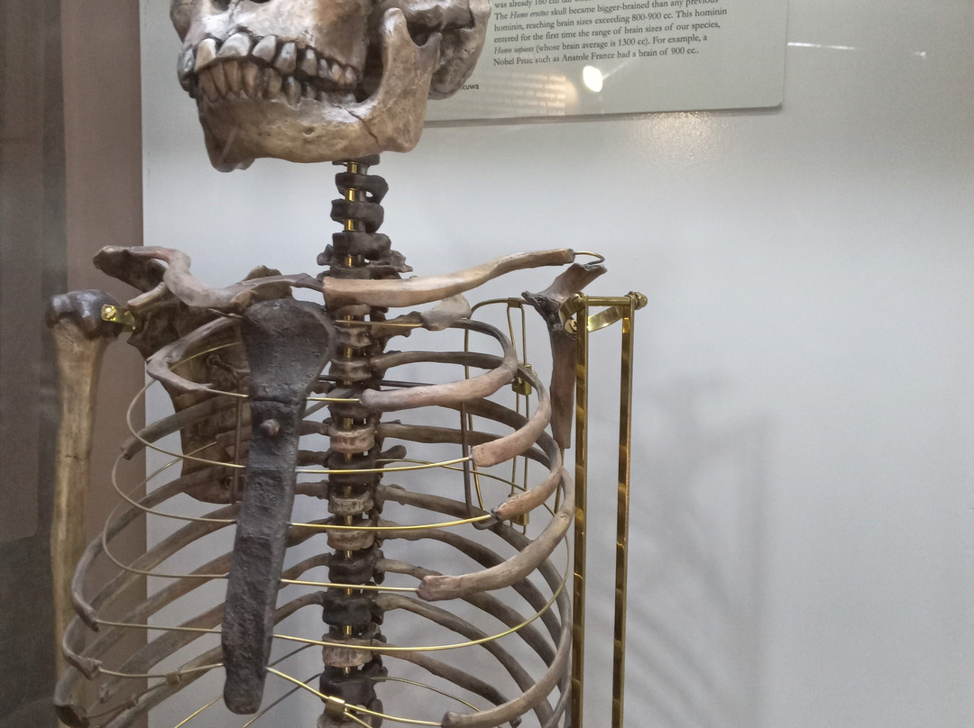 Olduvai Gorge Museum-恩戈罗恩戈罗保护区必去景点