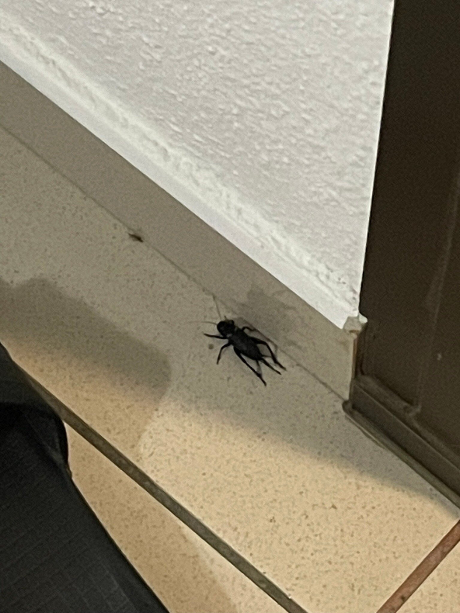 Hotel San Carlos-官方