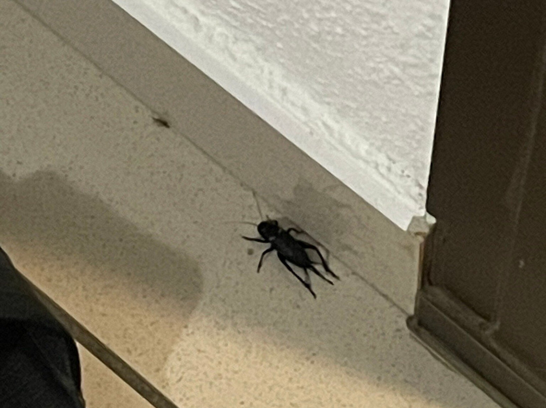 Hotel San Carlos主图