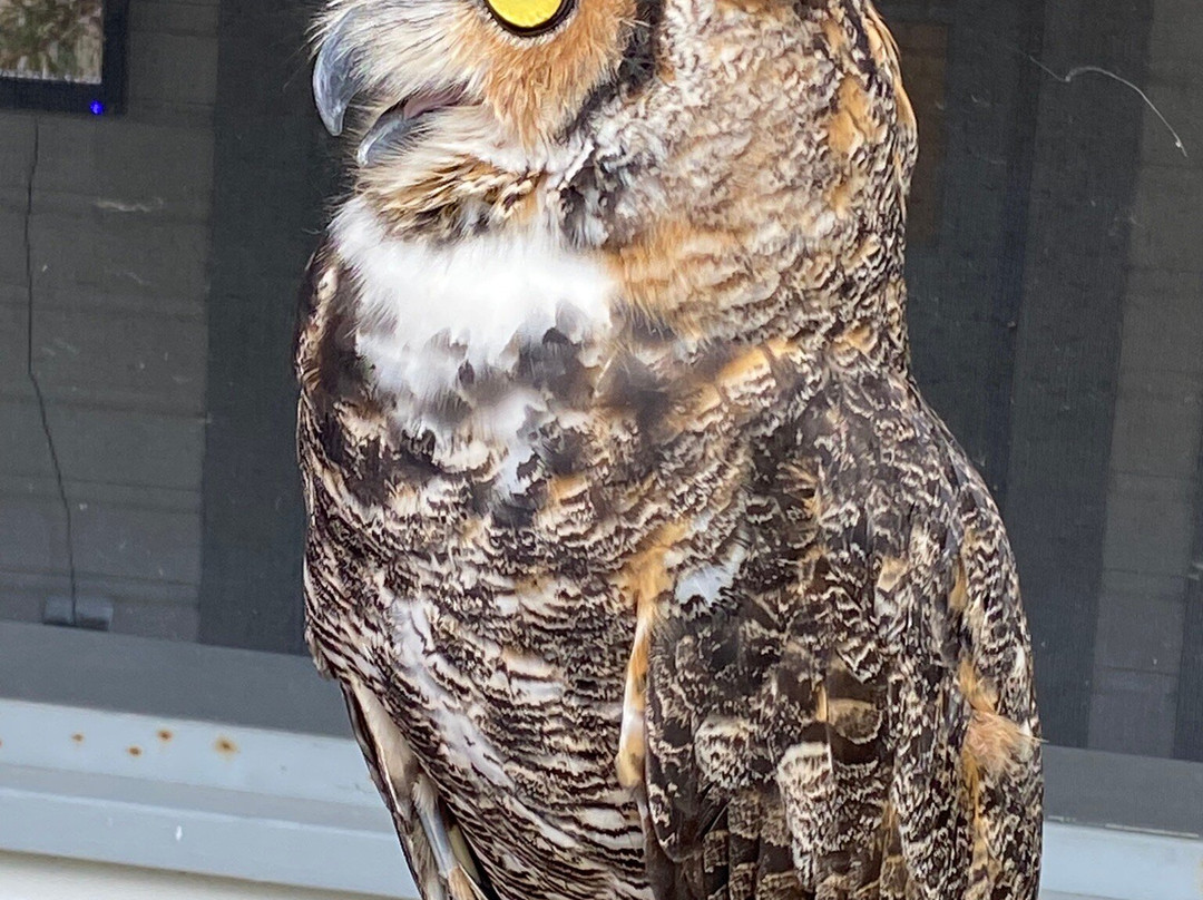 Audubon Center for Birds of Prey景点图片