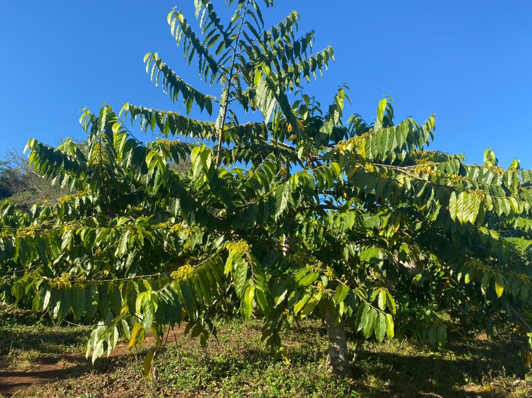 Parfum d’Ylang-Andranobe必去景点