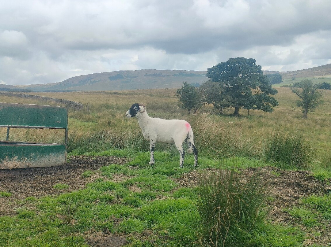 Gisburn Forest And Stocks景点图片