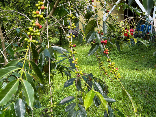 Kuaiwi Farm-库克船长必去景点