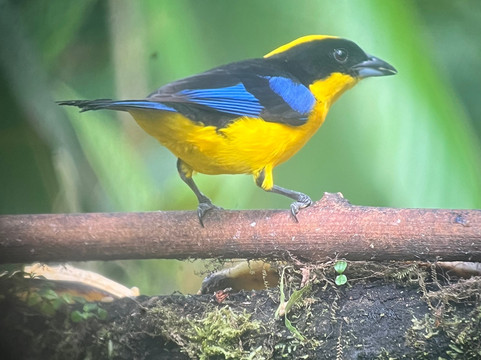 Birding Mindo Tours-明多必去景点