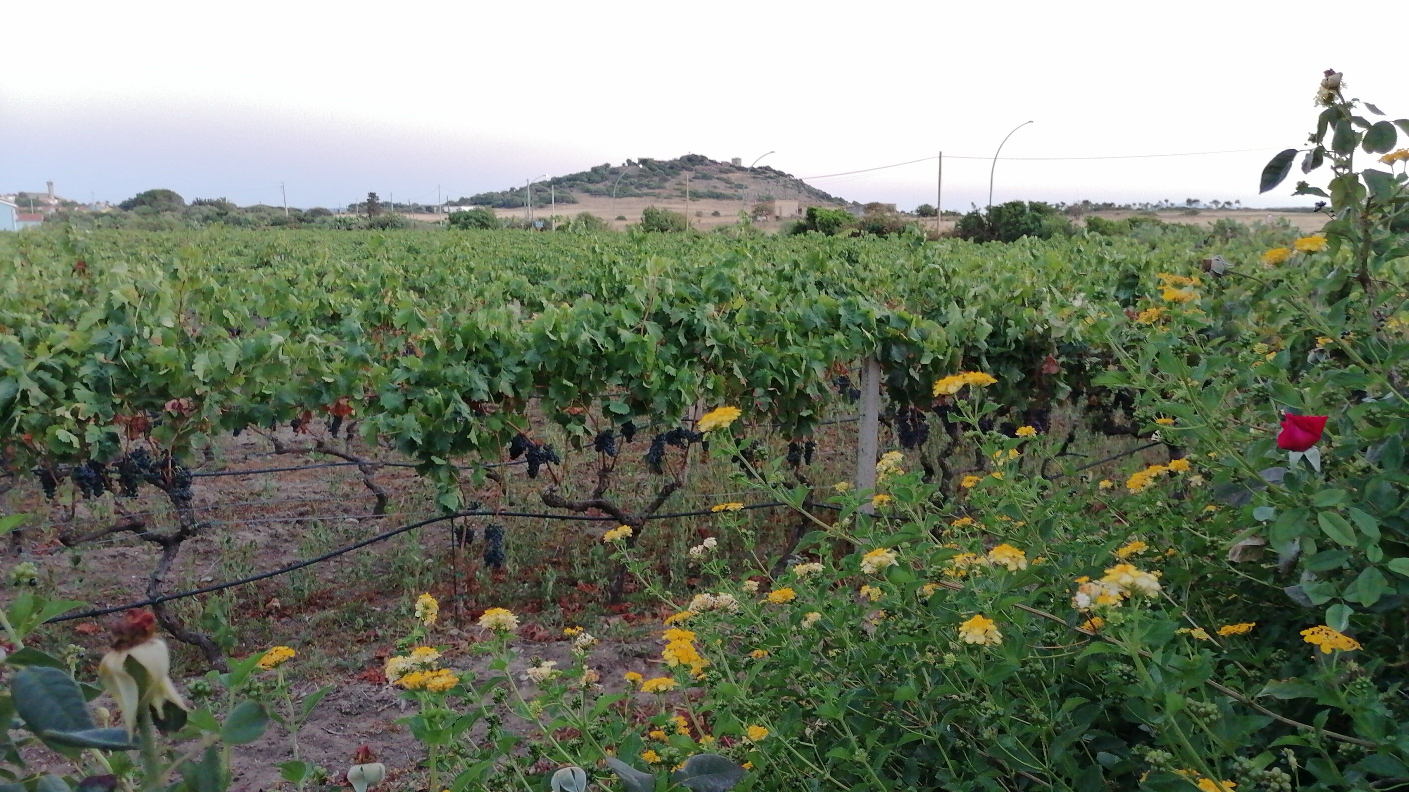 Agriturismo Sirimagus-官方