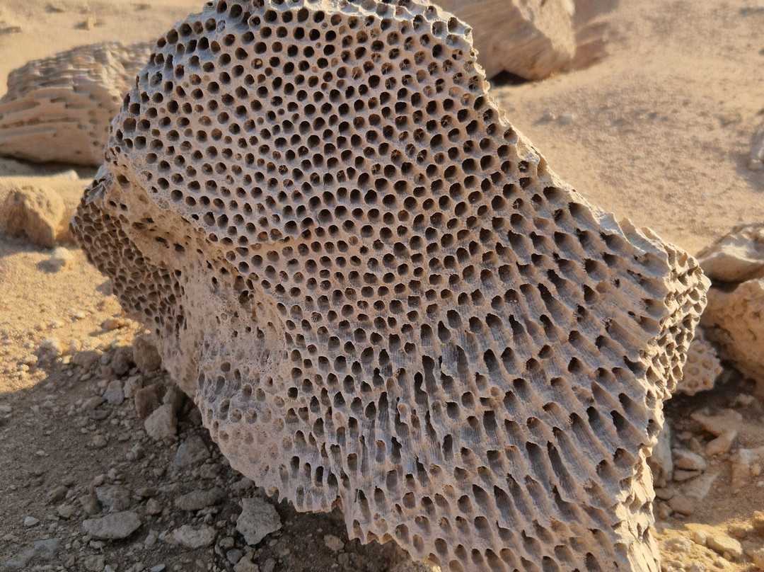 Gazelle Crossover Safari-艾高娜必去景点